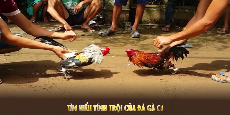 Tìm hiểu sân chơi đá gà C1 tại nền tảng BJ88